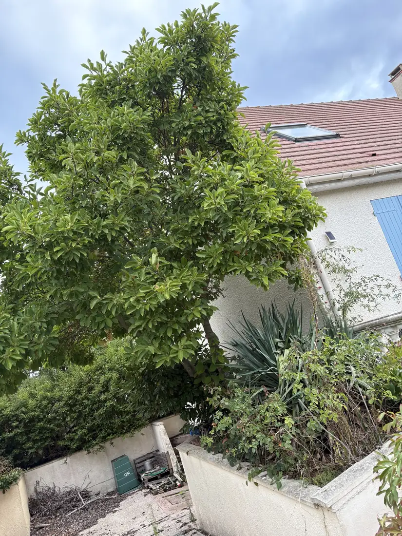 Magnolia à élaguer près d'une maison à Caen