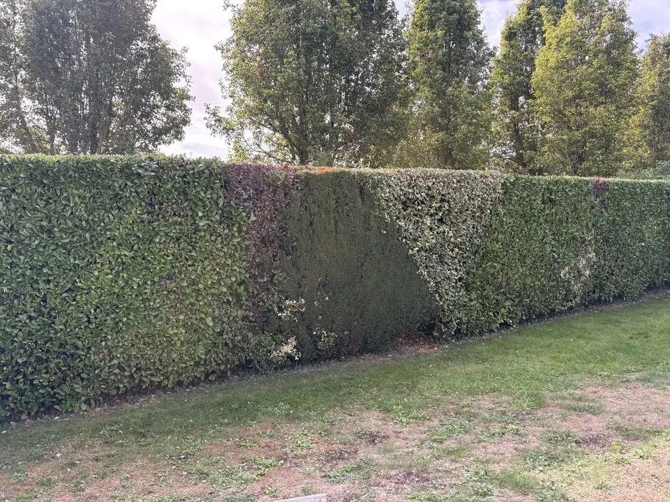 Taille d'une haie mixte de lauriers et de persistants à Caen