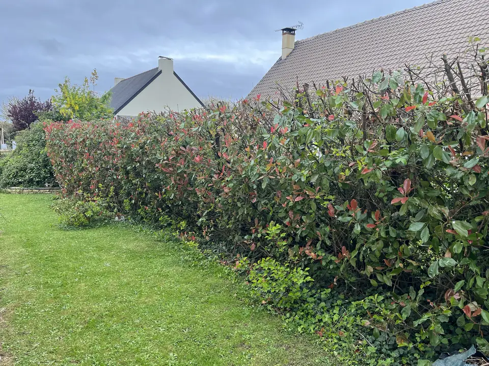 Haie de photinia Red Robin taillée à Caen