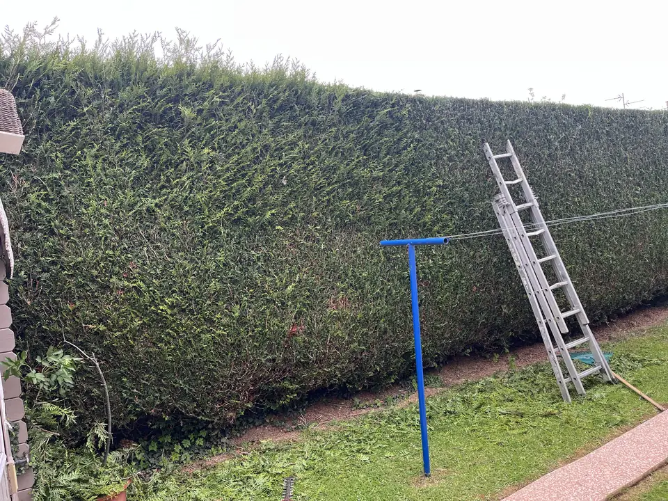 Taille d'une haute haie de thuyas à l'échelle à Caen